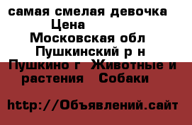 самая смелая девочка › Цена ­ 1 000 - Московская обл., Пушкинский р-н, Пушкино г. Животные и растения » Собаки   